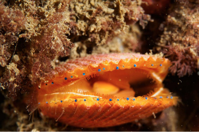 扇贝真的是低级生物吗眼睛数量超过200只构造比人眼复杂