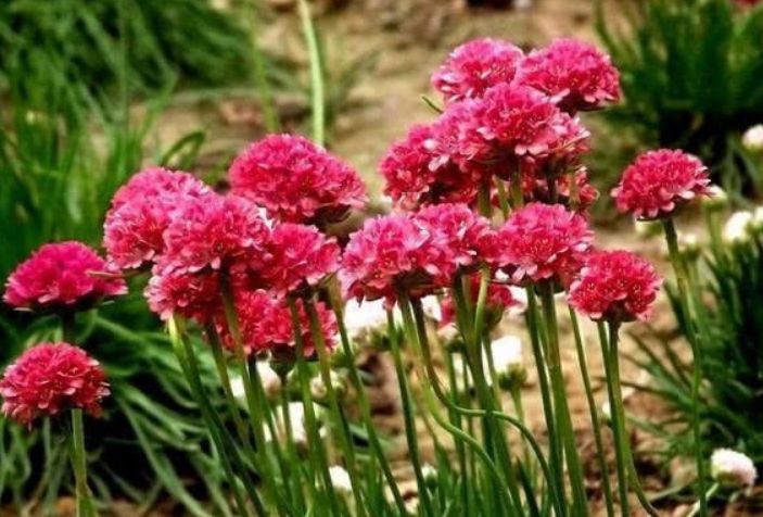 此花生命力强健小巧而玲珑的花瓣繁茂紧簇象征着体谅和贴心