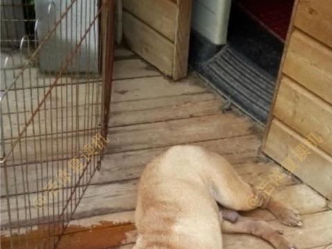 bigbang被控诉弃养家中两只沙皮犬,真差劲糟糕有钱还不请人看