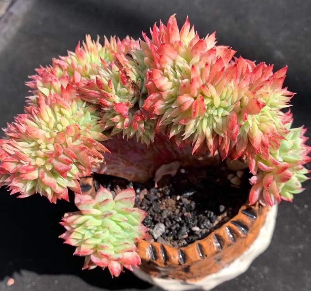 多肉的3大形态,缀化,锦化,石化,锦化最值钱,轻松卖上千