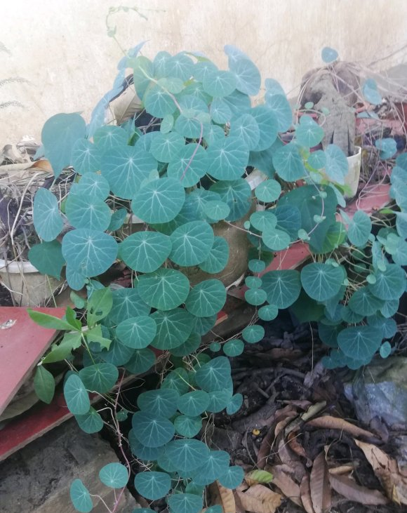 养棵山乌龟,藤条爬满墙壁,大半年浇一次水,比绿萝都好养