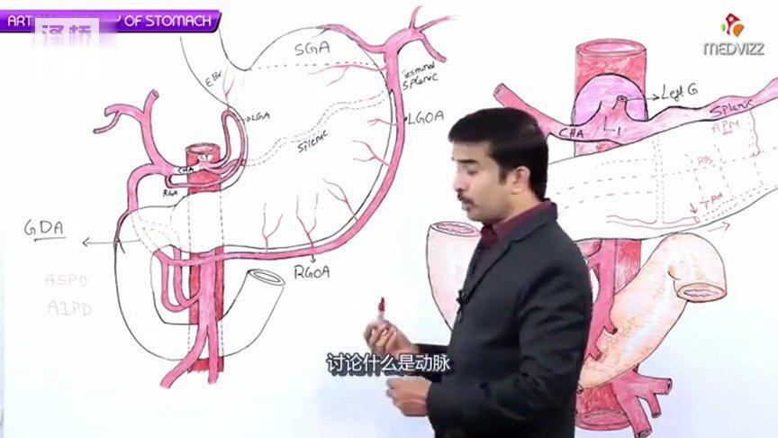 胃的血液供应 胃的血液供应主要来源于腹腔动脉的三大分支:胃左动_新浪新闻