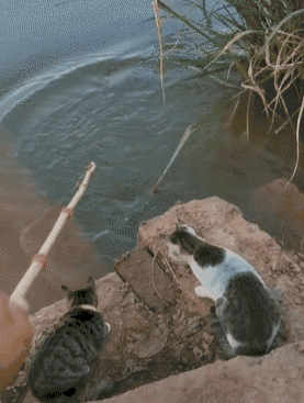 渐渐有很多人发现了一个问题,那就是现在的猫不仅会吃鱼,而且还会下水
