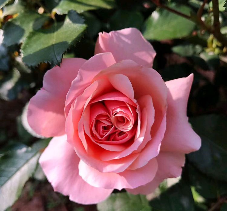 扦插的月季只长疙瘩不生根