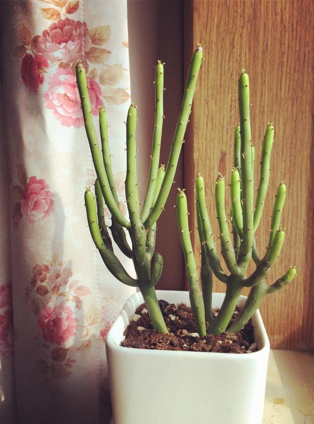 如果家里有这3种花,快点搬出房间外,容易中毒|郁金香|夜来香|光棍树