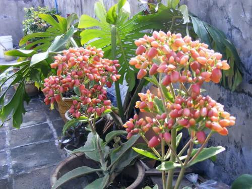 落地生根也叫不死鸟,叶片周围会有一些小叶片,风一吹,掉落在土壤里都