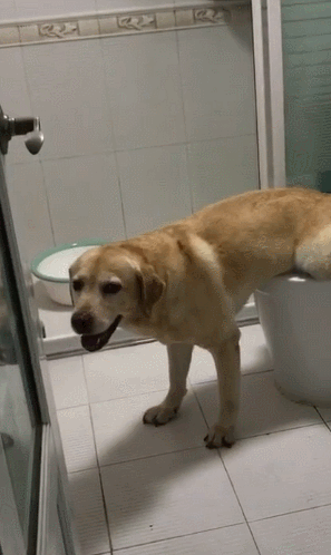 拉布拉多学会了用马桶上厕所,也太聪明了吧!狗:水费要涨了!