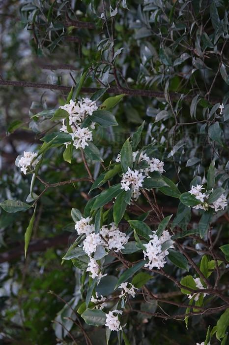 软皮树来源产地为瑞香科植物白瑞香的根皮,茎皮.