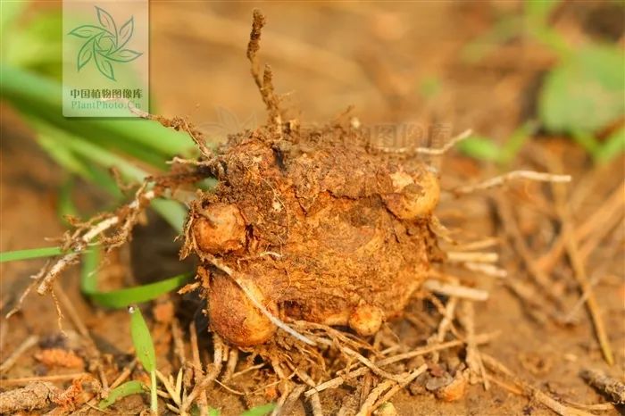 厘米,虎掌和天南星的块茎尺寸较大,虎掌的块茎周围常常附着一些小块茎
