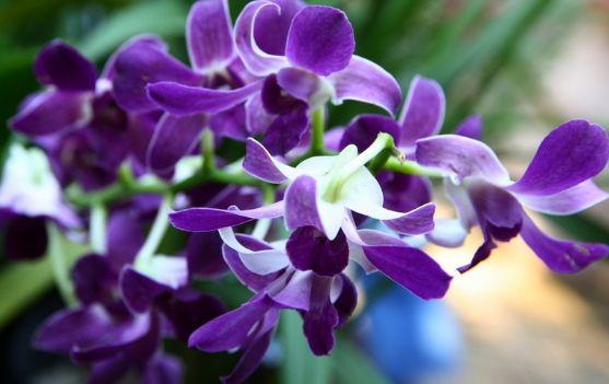 新手养花不如养盆花中精品洋兰花开靓丽美艳高贵