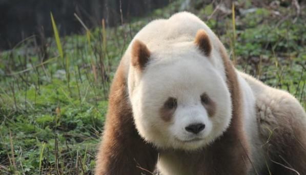 中国秦岭出现新"神兽",只有一只,身体颜色令熊猫羡慕不已|大自然|熊猫