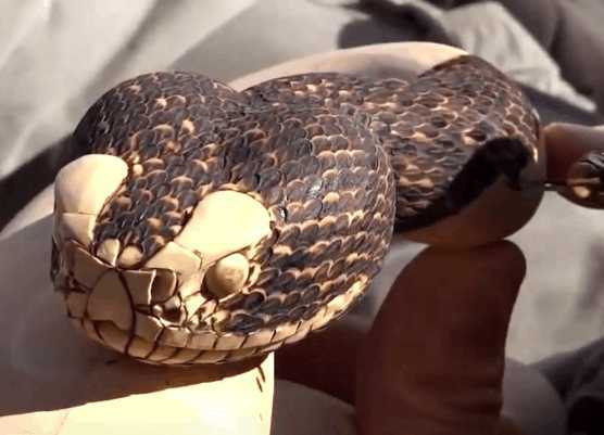 男子用金丝楠木雕刻响尾蛇拐杖遭人嘲笑熟料雕成后众人拍手称赞