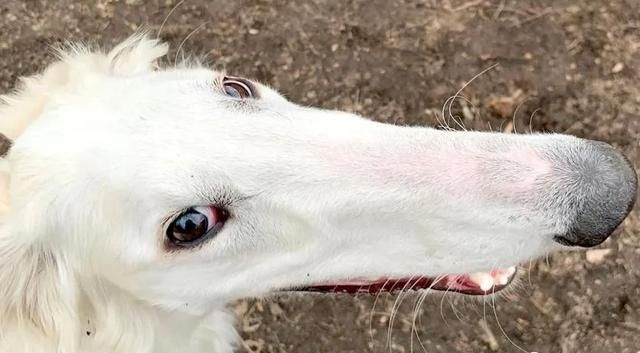 俄亥俄州一居民养了只怪异宠物狗狗脸像马脸