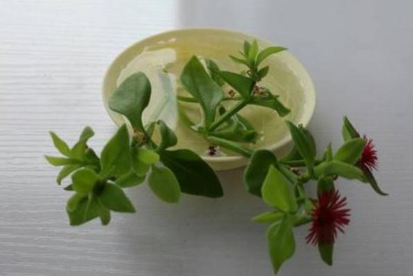 7,8月阳台水培牡丹吊兰,遵循"3步,2点",枝叶旺开花多