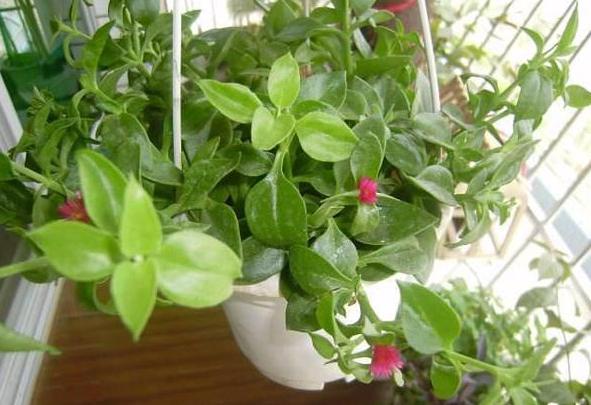 7,8月阳台水培牡丹吊兰,遵循"3步,2点",枝叶旺开花多