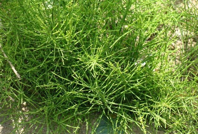 这种节节草其实是有毒的,如果是家里的牲畜,比如马,牛,羊等食用之后