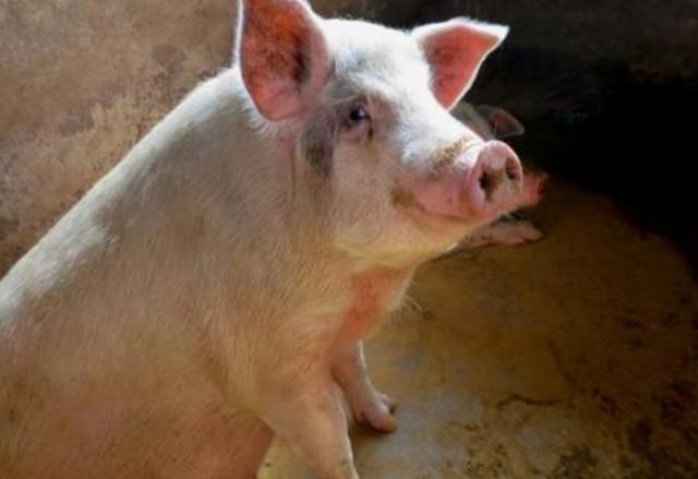 母亲做桌好菜招待儿子,饭中撞向母亲肚子,儿子不见多了头猪