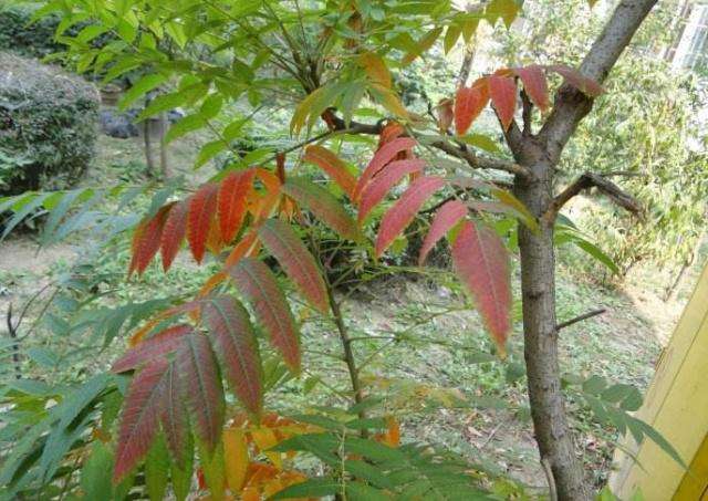 农村常见的臭椿树,貌不起眼没多大用,为啥农民说它