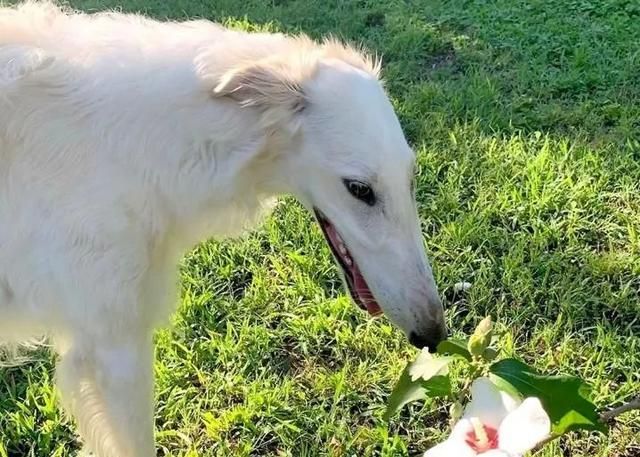 俄亥俄州一居民养了只怪异宠物狗狗脸像马脸