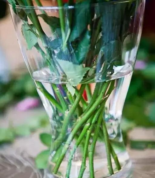 玫瑰花如何保鲜更长时间(玫瑰花如何保鲜更长时间不枯萎)
