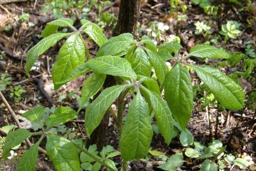 这菜浑身都是宝,但是很多人都不懂,把它当成野草,遇到也都错过