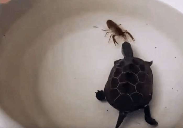 放在容器内搏斗, 没想到测试后是这种结果|小龙虾|乌龟|王八_新浪新闻