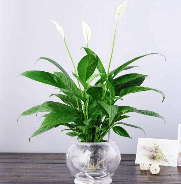 喜欢水培就养盆一帆风顺用上泡沫板磷酸二氢钾叶绿根壮