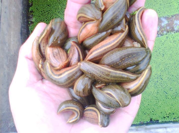 男子尝试把水蛭放到食人鱼缸里, 没想到测试后是这种效果