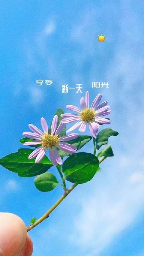 愿你在每一个清晨醒来,阳光很暖……_手机新浪网