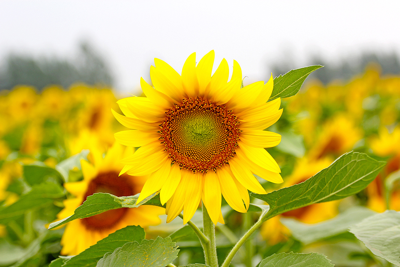 生肖牛:自己创业做生意注定发财,生意会越做越好,越做越大!