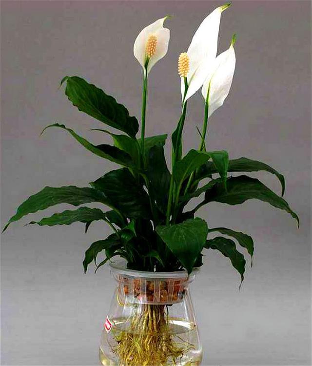 夏天养白掌,3个"促花妙招"要常用,配合1种小药片,花开不断