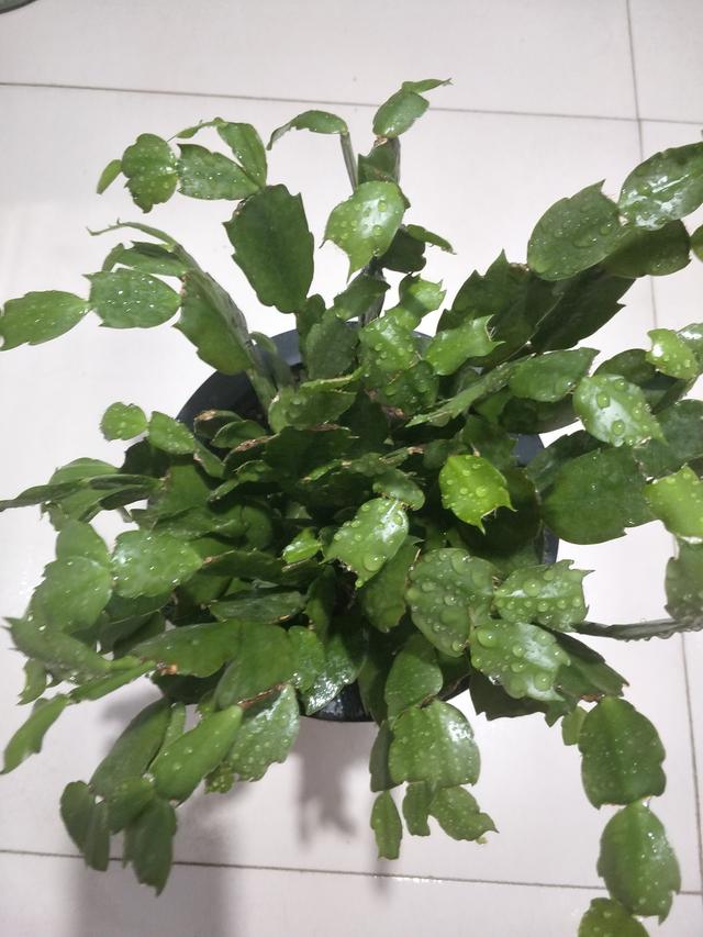 蟹爪兰新叶薄软,萎蔫严重?给它"理理发",秋后更"精神"