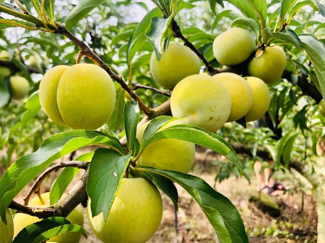个头赛鸡蛋,味道比蜜甜,乐山这儿还藏着如此大"李"~~~|杏林|蜂糖|五通
