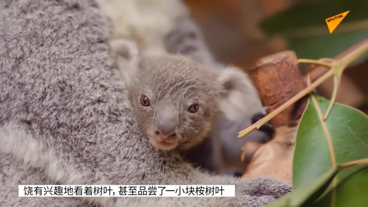 小考拉首次探出育儿袋俘获全球成千上万网友心