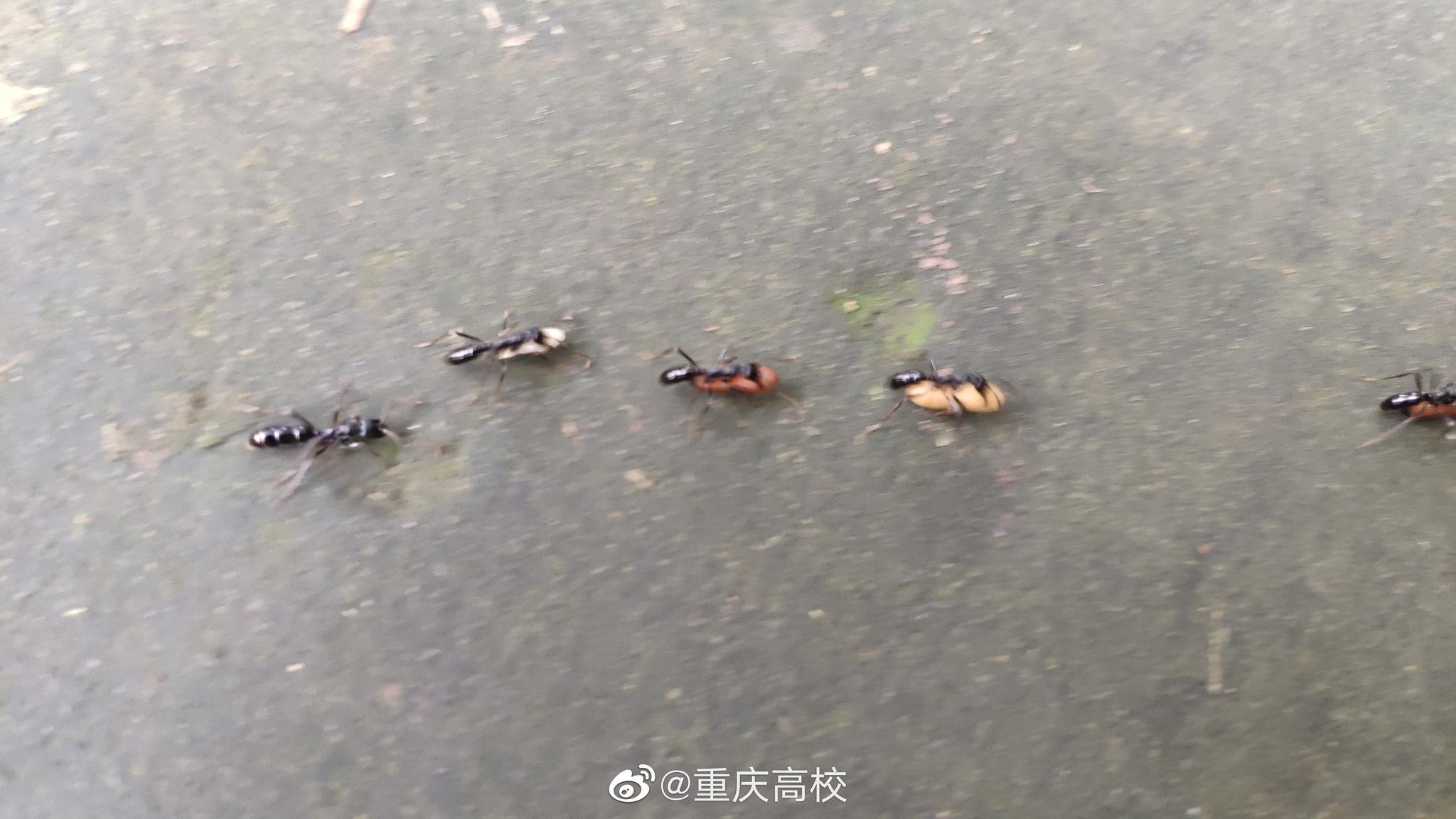 蚂蚁搬家蛇过道明日必有大雨到果然