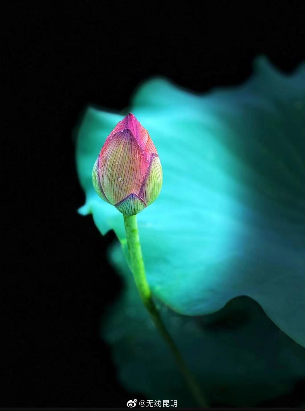 赠人玫瑰手留余香心怀慈悲自在易得晚安