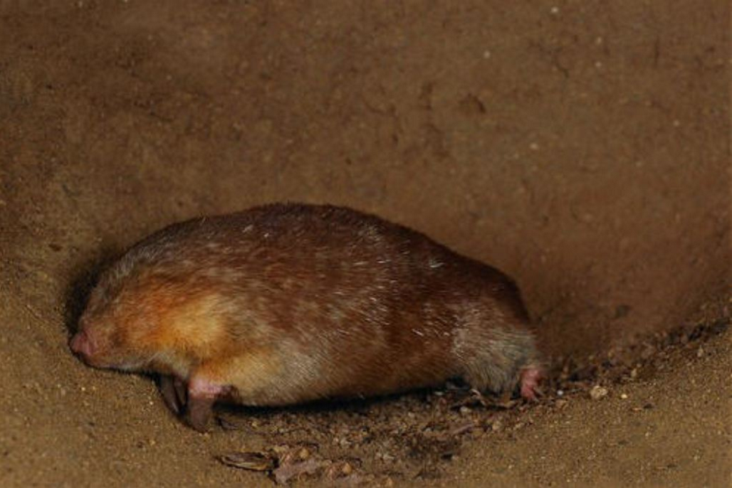 鼹鼠|鼹|金毛_新浪新闻