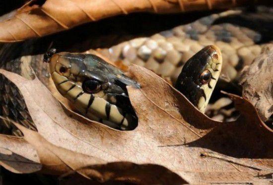 图看全球各地罕见的变异双头蛇上天忘了多给它们一个身体