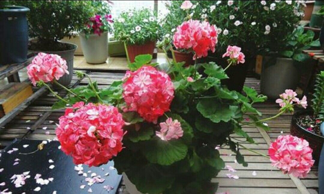 夏天阳台就养2种花,即好养又漂亮,开花一整夏