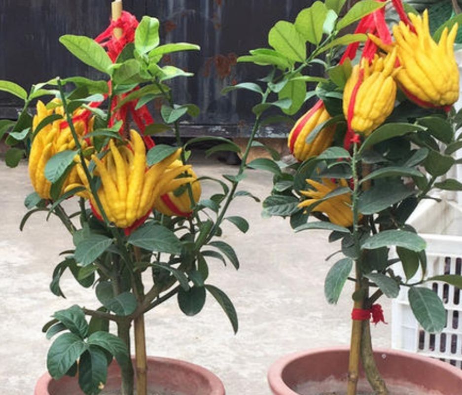 家里养1盆"佛手花",美观又大方,寓意更美好