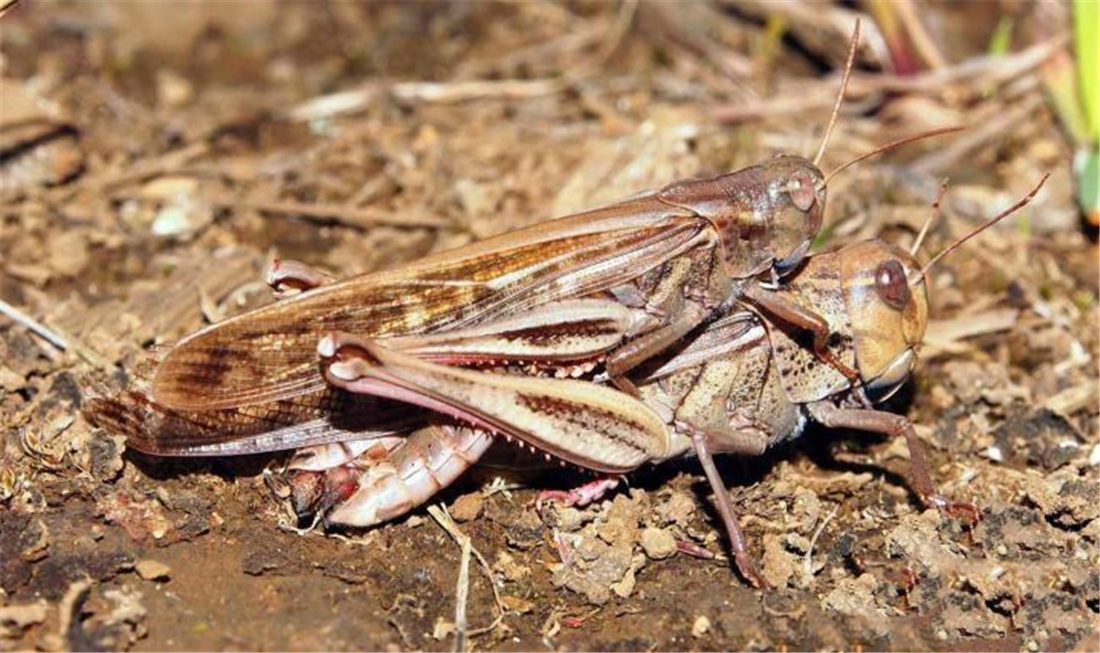 沙漠蝗虫为何袭击印度?食量大,暴脾气,繁殖快,却怕粉红椋鸟