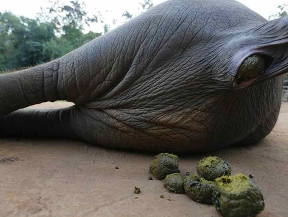 从大象屁股里抠出象屎咖啡豆每斤卖出4000元购买者大叫好喝