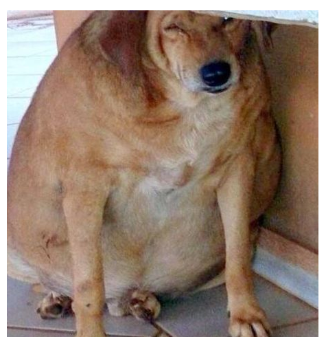 男子在小区门口看到一头猪坐在地上,当它转头时,男子当场笑趴了