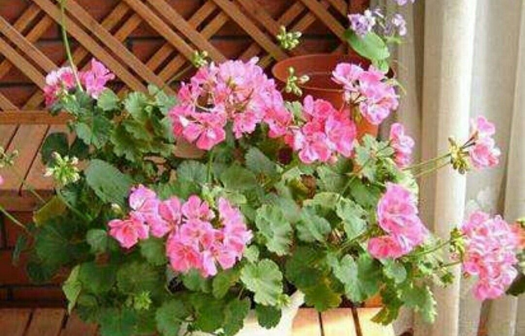 夏天阳台就养2种花,即好养又漂亮,开花一整夏