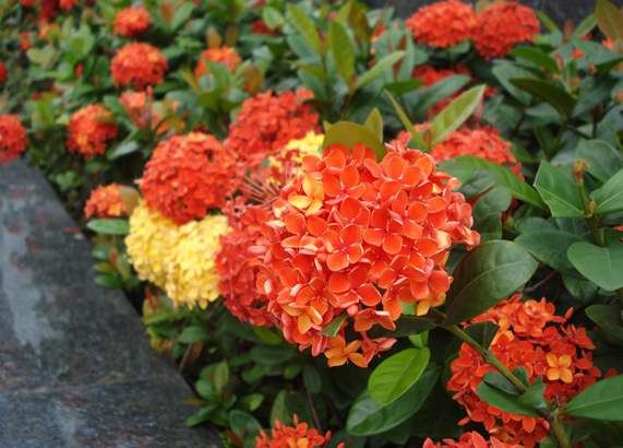 此花株形美观且花色艳丽,历经百日而不败!寓意着一种追赶的精神