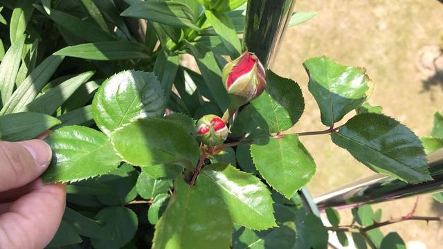 月季花苞少,别忘这"3步",满头花苞,一个枝40个