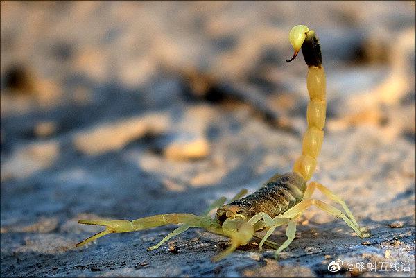 巴勒斯坦毒蝎图片