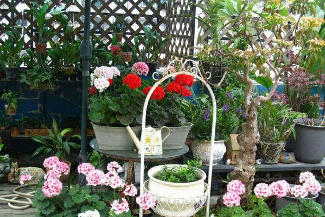 夏天阳台就养2种花,即好养又漂亮,开花一整夏