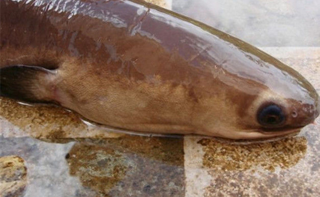 男子抓到一条像"蟒蛇",且全身无鳞怪鱼,有认识的吗?