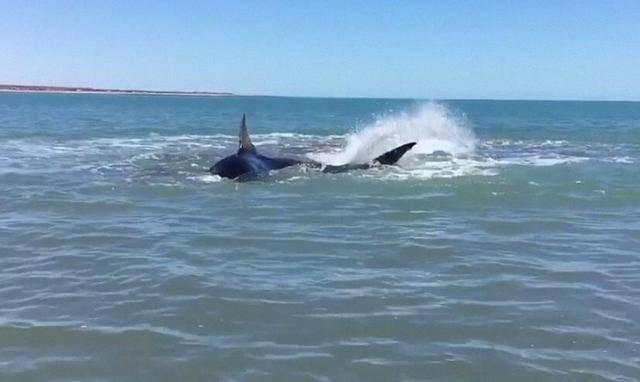 男子在海边偶遇大白鲨,浮在海面上一动不动,靠近后发现惊人一幕